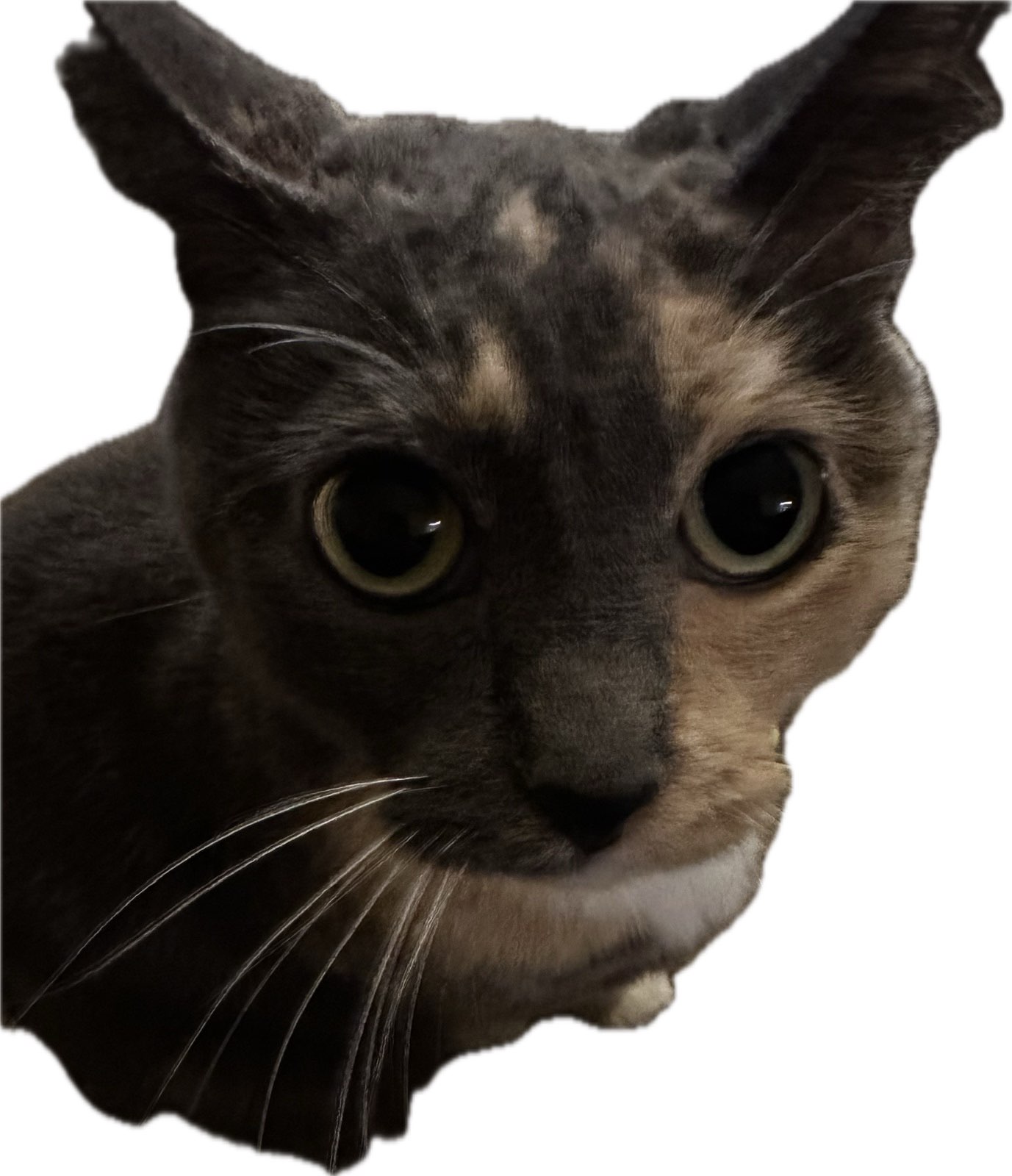 meow