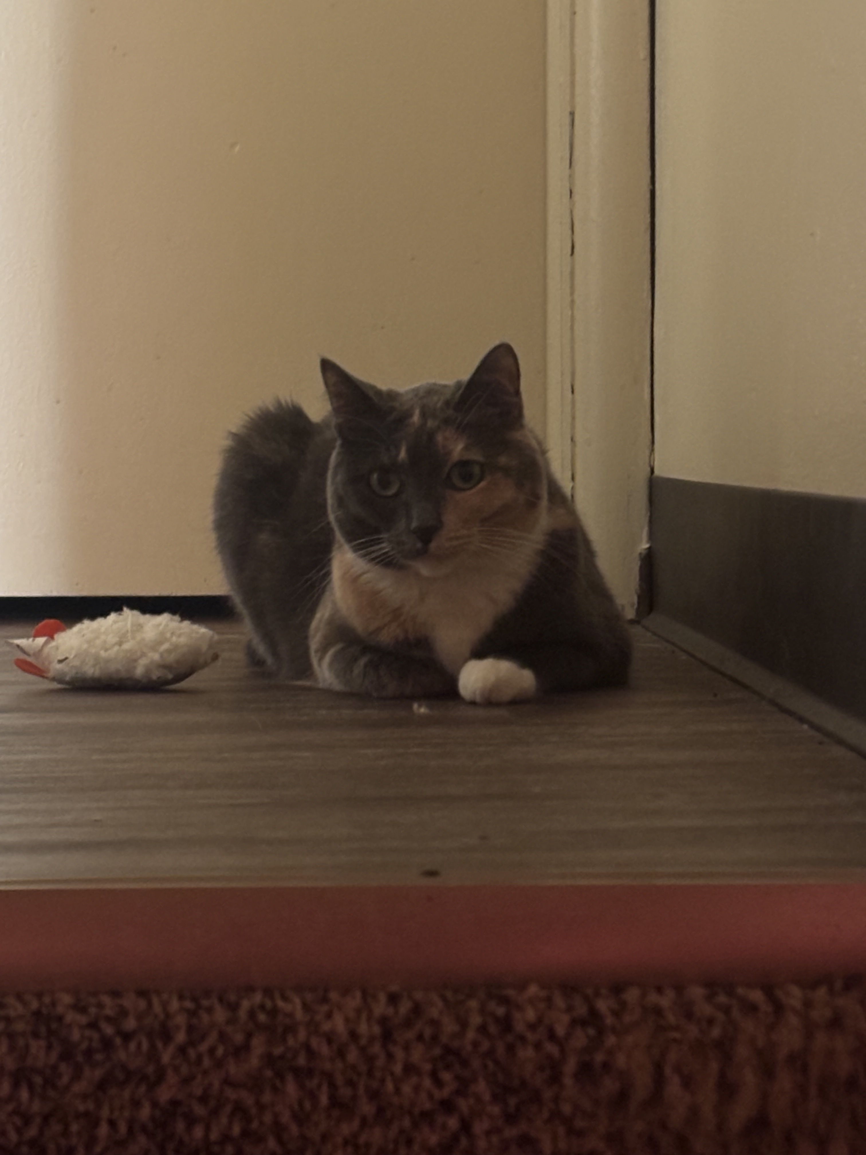 meow