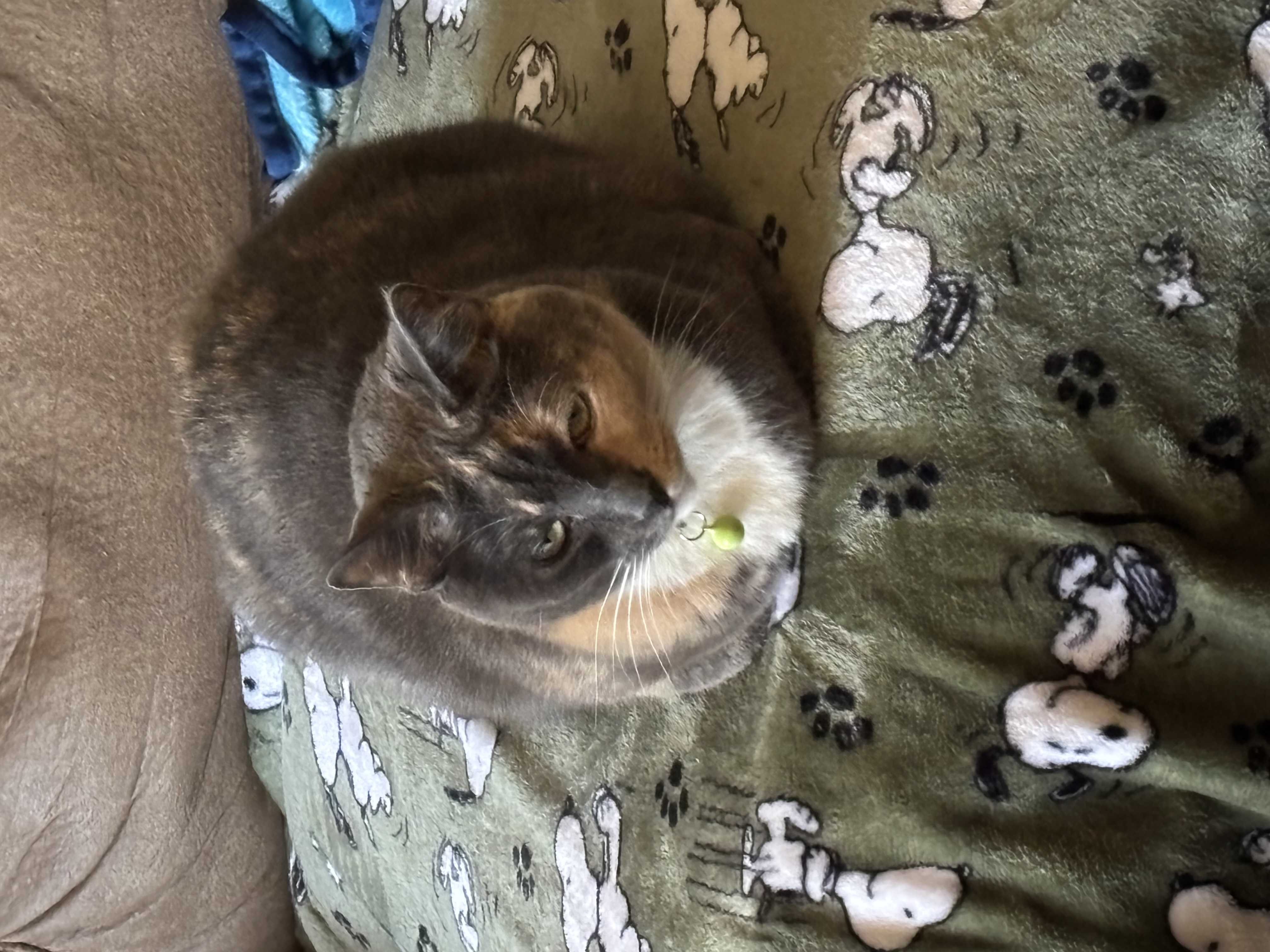 meow