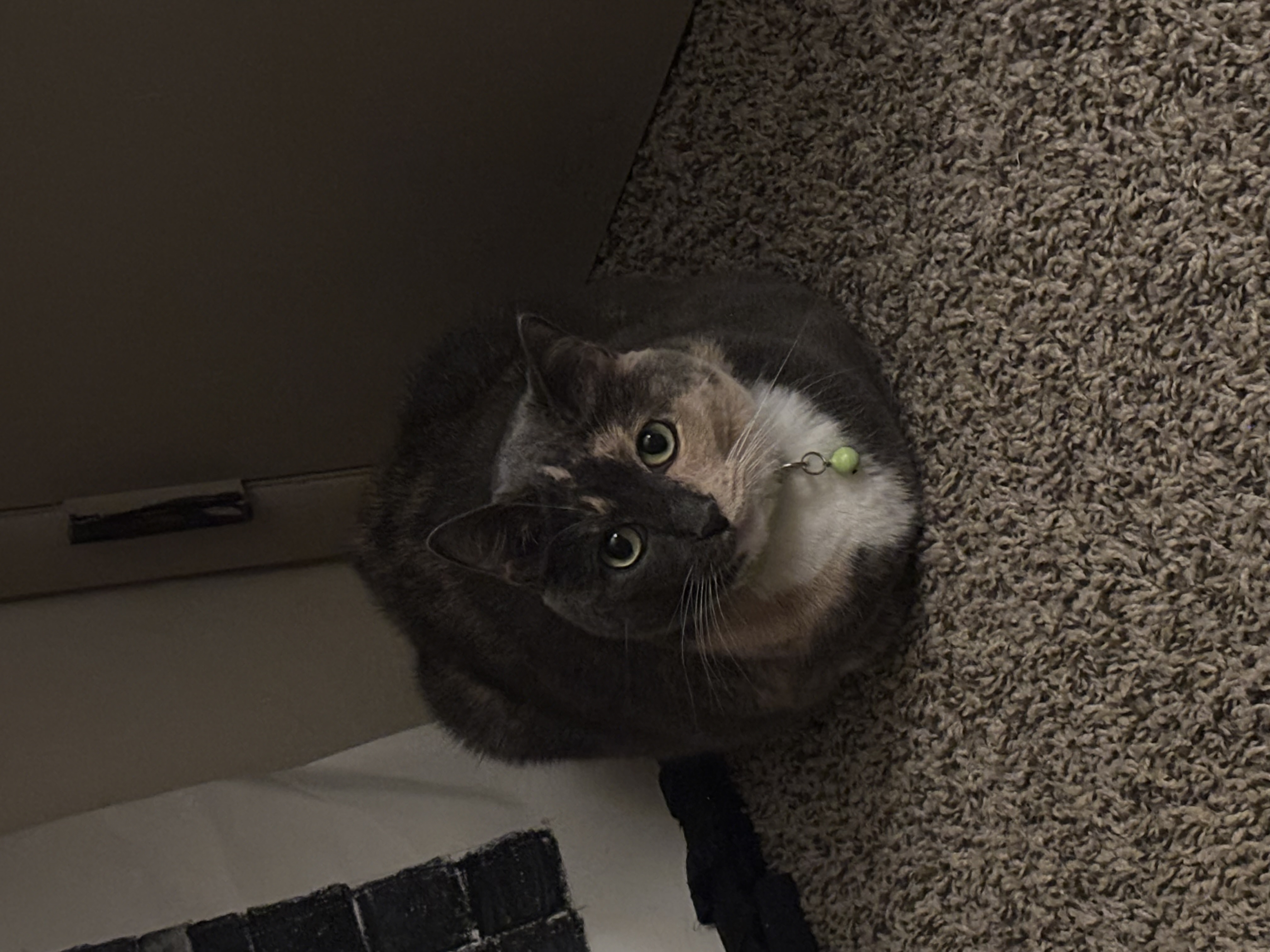 meow