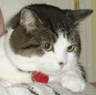 a cat!